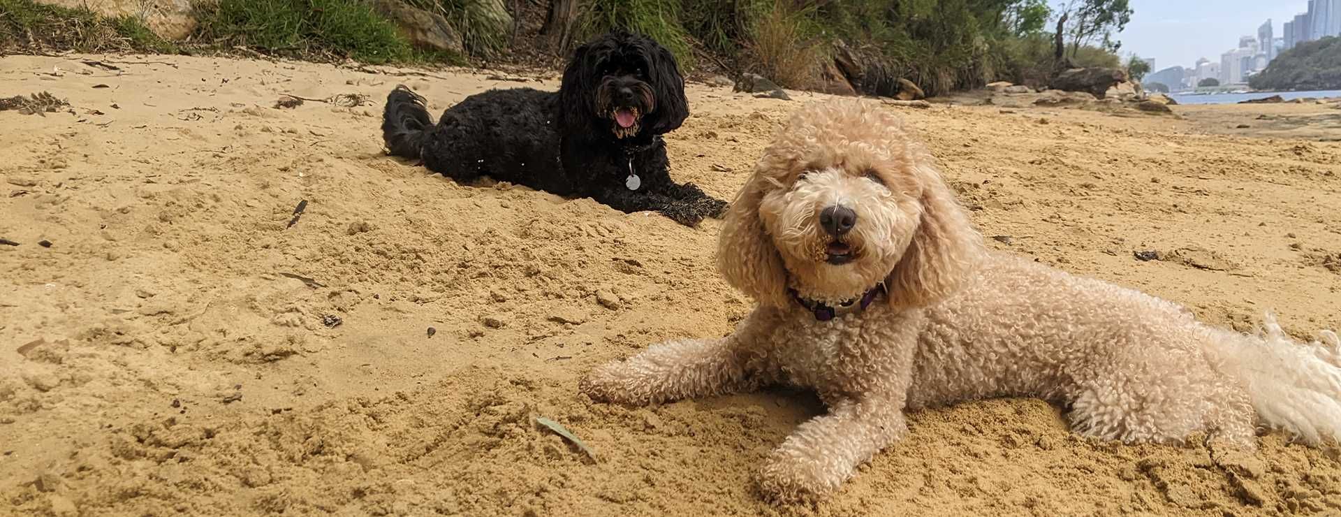 Beau, founder of Stellar Paws, walking dogs off-leash on a Sydney harbour beach