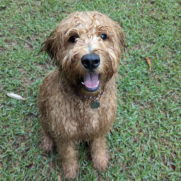 Happy groodle sitting on the grass after a swim during a Stellar Paws dog walk in Naremburn