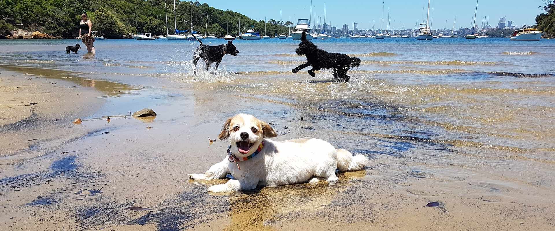 Dogs enjoying the harbour shallows during a Stellar Paws off-leash group walk
