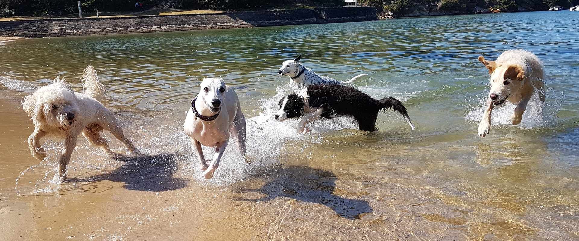Panoramic view of dogs playing off-leash at a Sydney harbour beach park