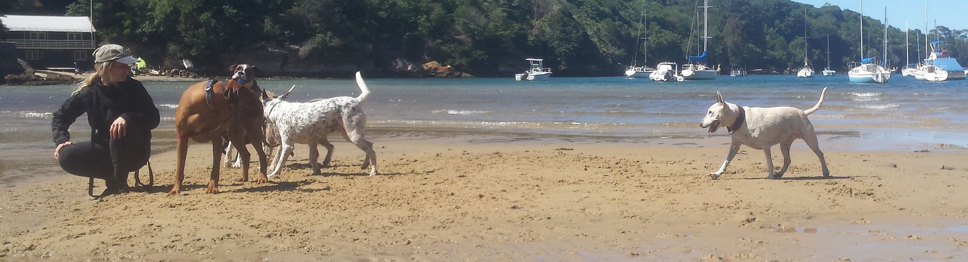 Dogs running off-leash at a North Shore park during a Stellar Paws group walk
