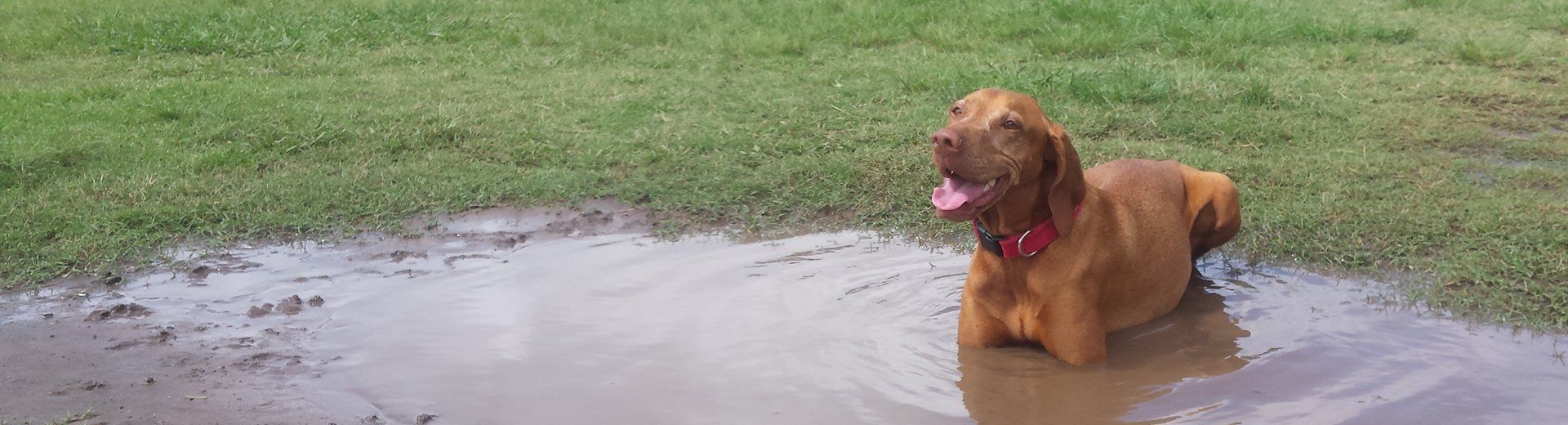 Two dogs playing together in harbour shallows during a Stellar Paws off-leash group walk in Sydney