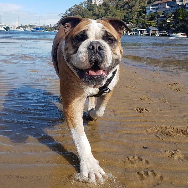 British bulldog walking on a harbour beach during a Stellar Paws walk in St Leonards