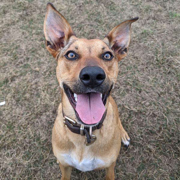 Kelpie resting happily after an off-leash dog walk