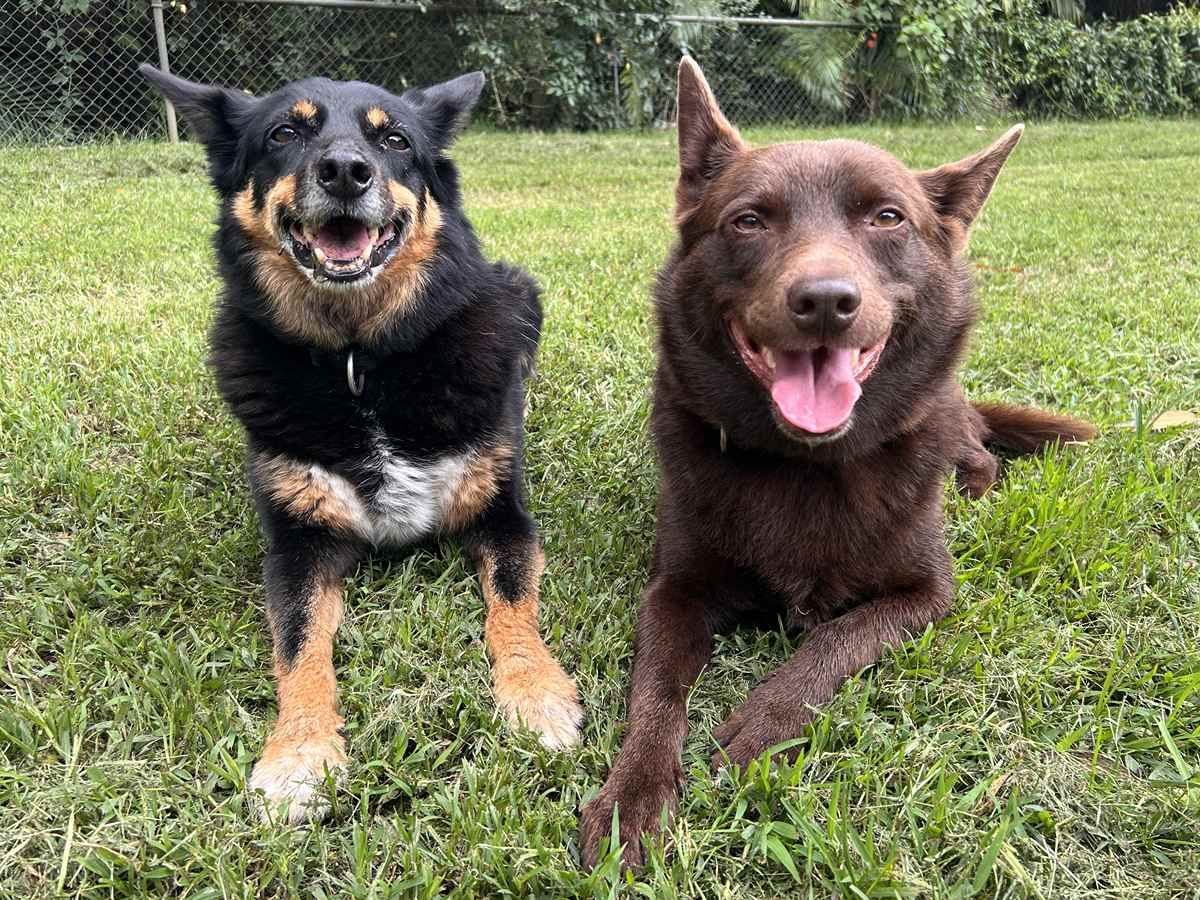Two kelpies lying together on the grass during a compatible group walk