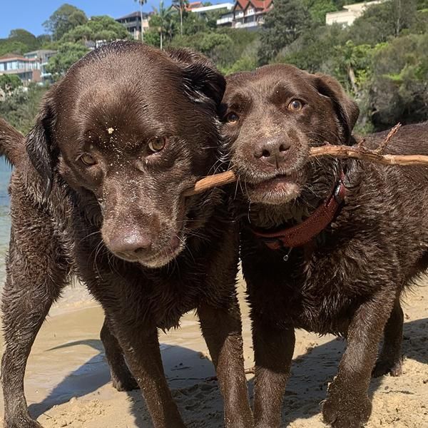 Yellow and chocolate labradors resting on harbour rocks after their walk