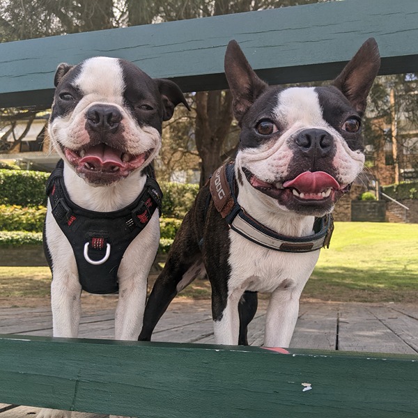 Two Boston terriers sitting together after a group dog walk