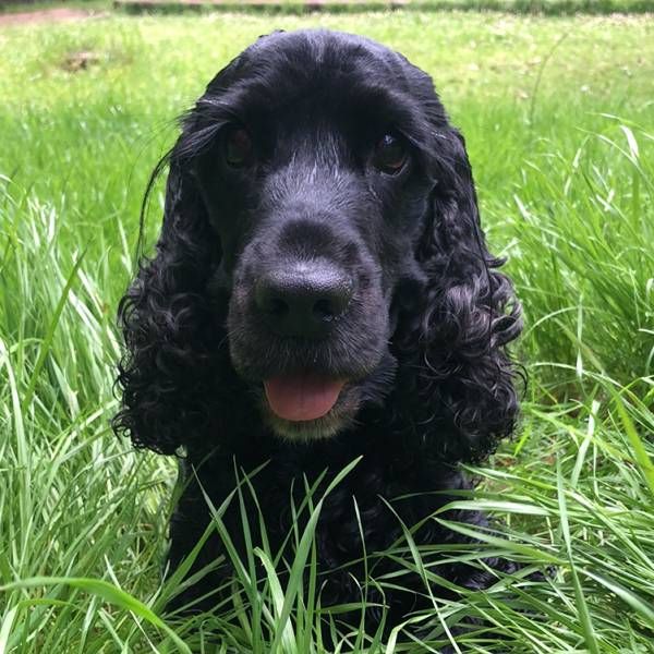 Black cocker spaniel sitting in long grass at a North Sydney park during a Stellar Paws walk