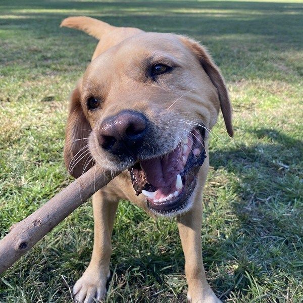 Charlie the dog enjoying a walk with Stellar Paws in Naremburn