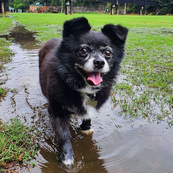 Pomeranian splashing through a puddle at a North Shore park