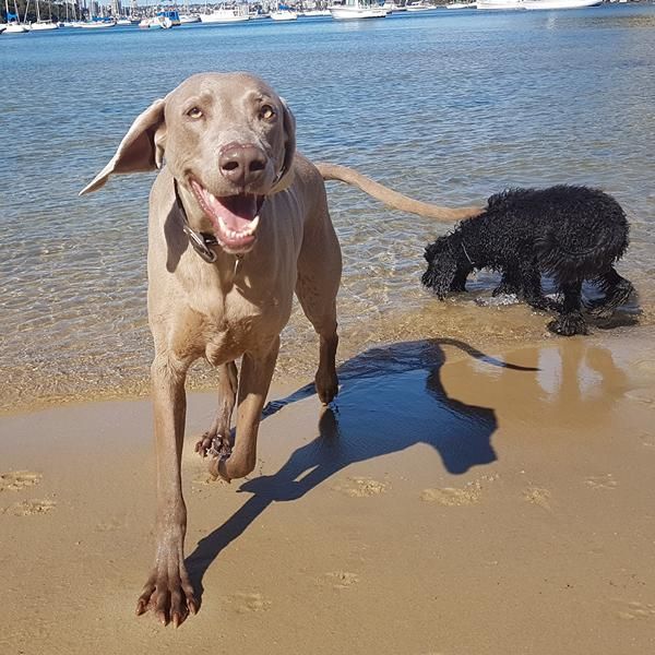 Weimaraner running on a harbour beach with a poodle during a Stellar Paws group walk in Mosman