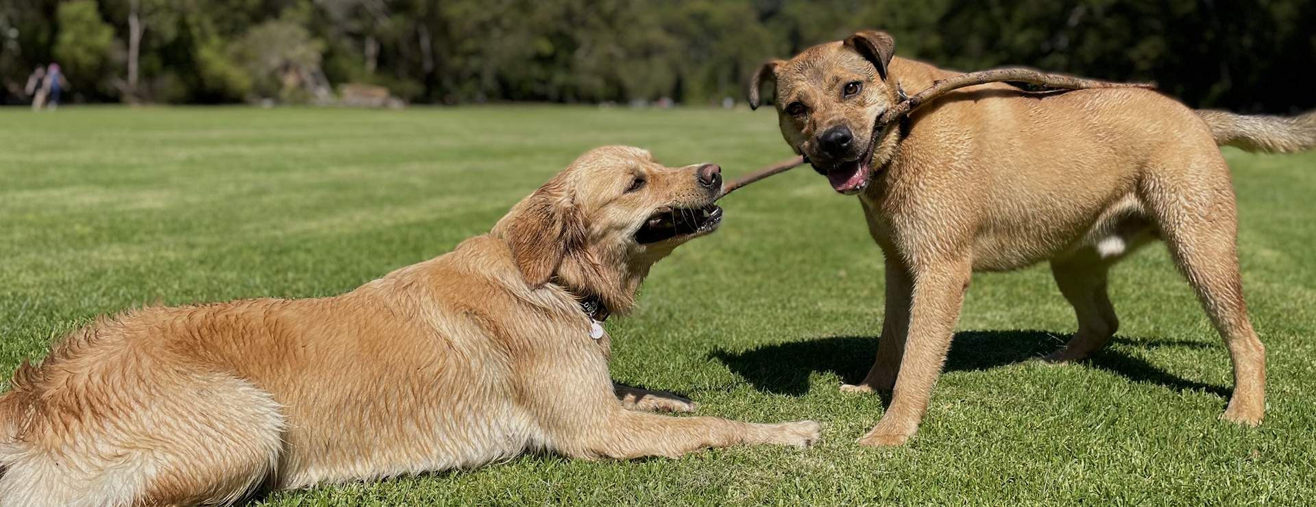 Off-leash group dog walk at a harbour-side park on Sydney's Lower North Shore