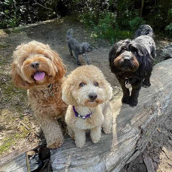 Three small dogs exploring bushland on a group walk