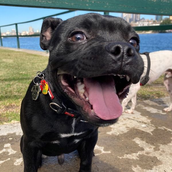 Staffy smiling at the camera on Sydney Harbour foreshore