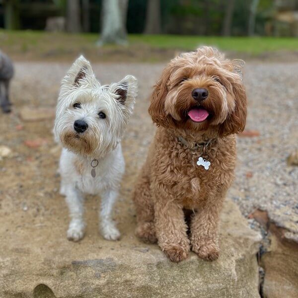 Expert-matched dog walking group with perfectly paired companions on Sydney's North Shore