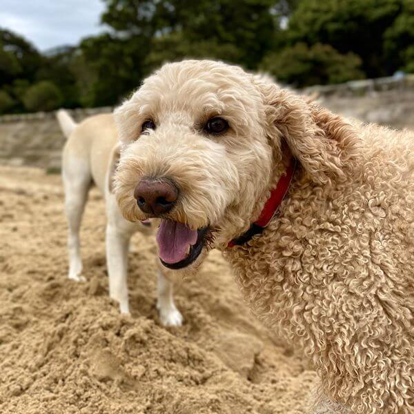 Happy Goldendoodle on North Shore dog walking adventure with professional service