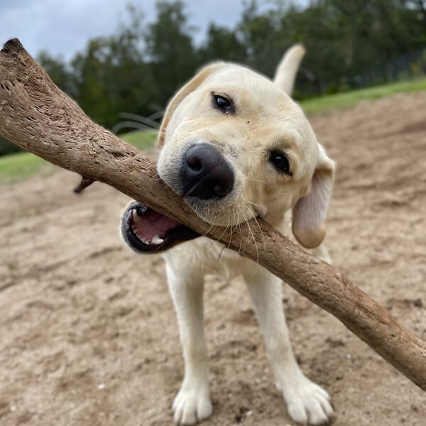 Happy Labrador enjoying off-leash dog walking adventure with professional dog walker in Sydney