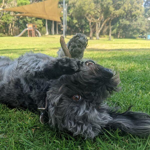 Black Schnauzer enjoying premium dog walking service in Sydney park setting