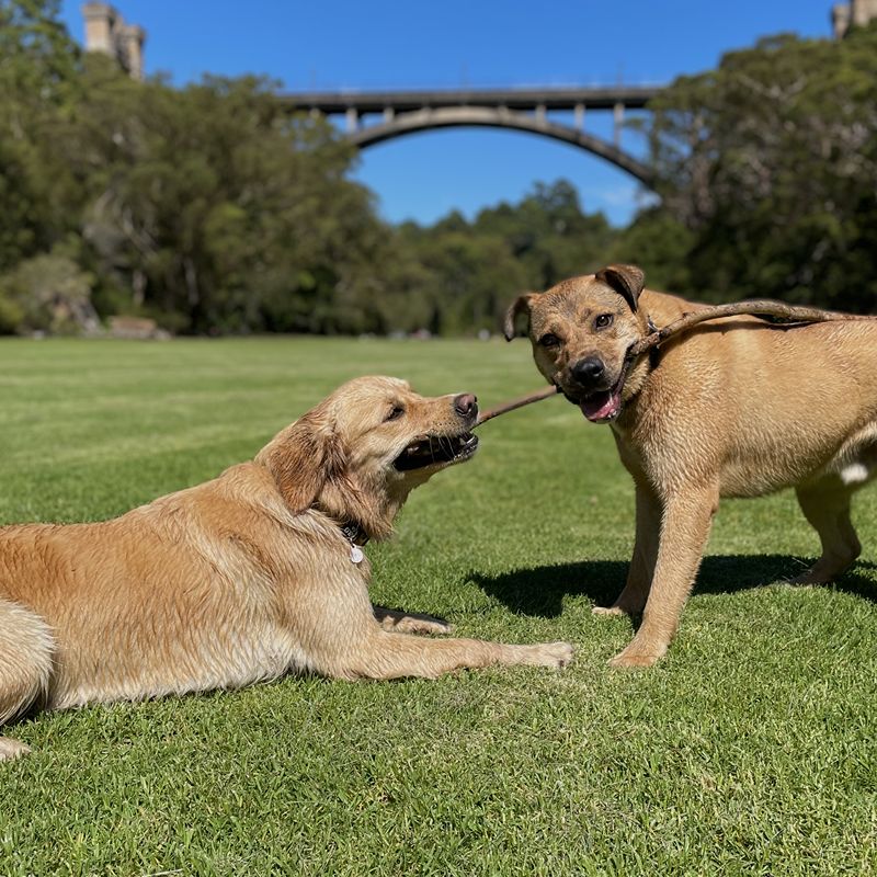 dogs playing at tunks park cammeray