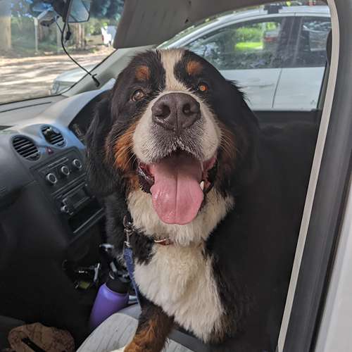 Happy Bernese Mountain Dog ready for professional dog walking adventure in Sydney with Stellar Paws