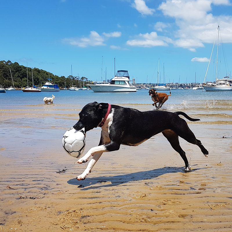Professional dog walker Sydney offering off-leash group dog walking at Northern Beaches with dogs playing fetch