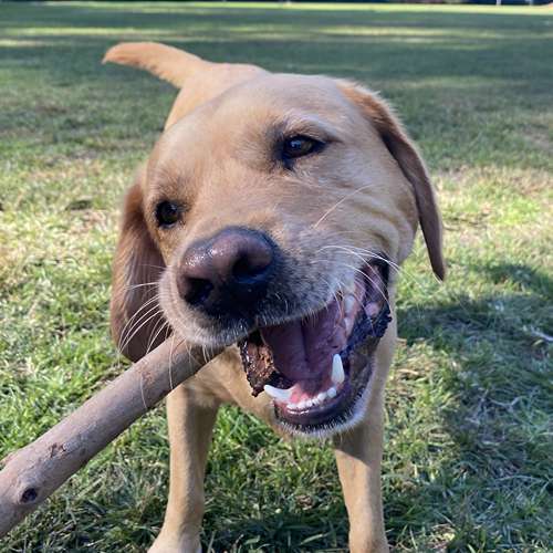 Happy Labrador enjoying professional dog walking service in Naremburn, Sydney with personalised expert matching system