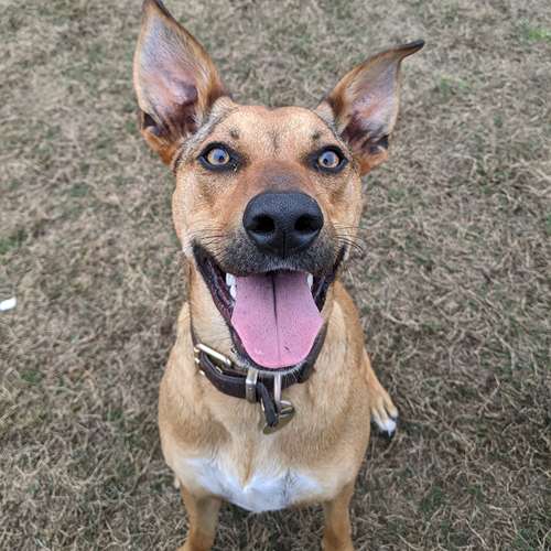 Young Kelpie enjoying professional dog walking services in Northbridge, Sydney - perfect for busy new parents