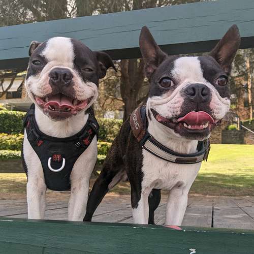Two happy Boston Terriers enjoying professional dog walking services in Crows Nest, Sydney with improved confidence and social skills