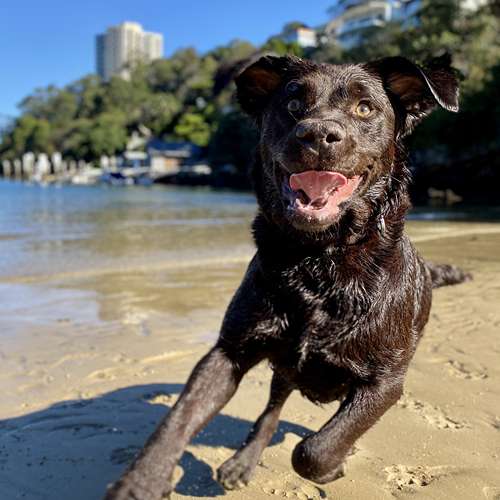Happy Labrador enjoying professional dog walking service at Sydney beach with Stellar Paws
