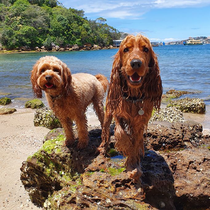 Professional dog walking service in Sydney showing two happy dogs enjoying off-leash beach adventure at Sydney Harbour