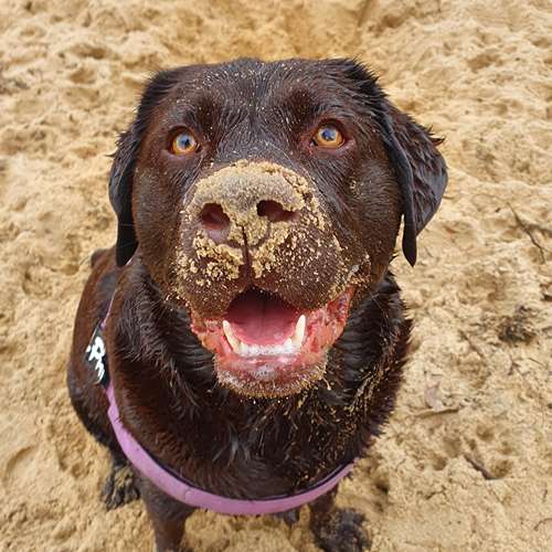 Happy chocolate Labrador with joint problems enjoying professional dog walking service in Sydney tailored for special mobility needs