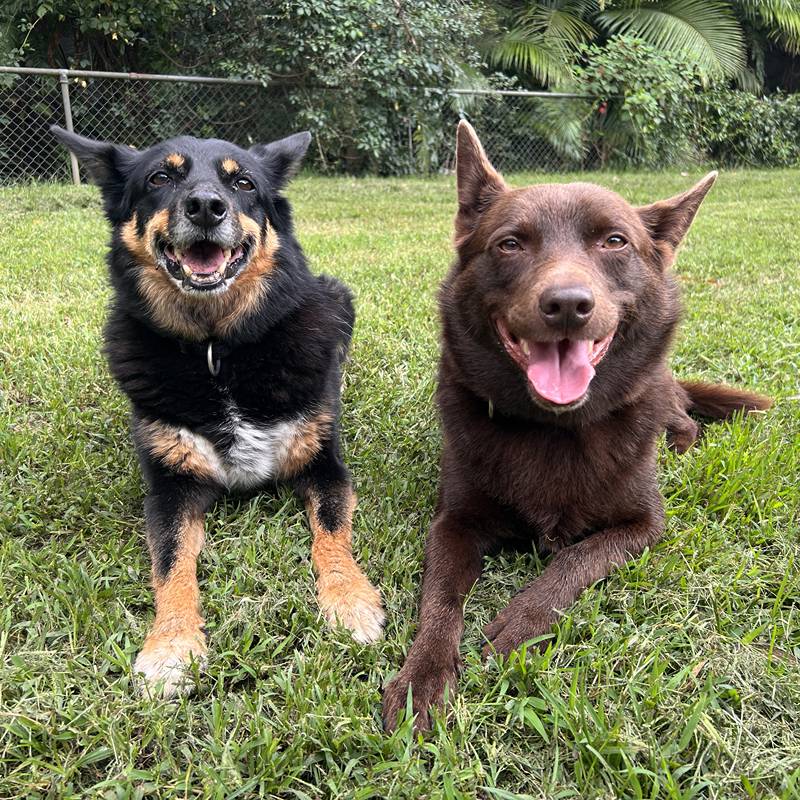 Two happy, well-socialized dogs enjoying Stellar Paws' ethical off-leash group walking service in Sydney's Lower North Shore