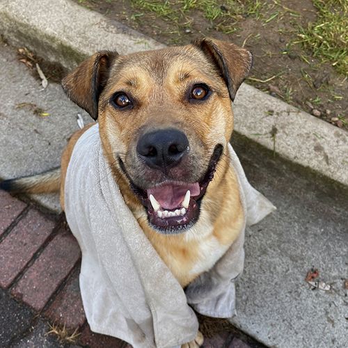 Happy rescue dog with improved recall after professional dog walking and training in Naremburn, Sydney