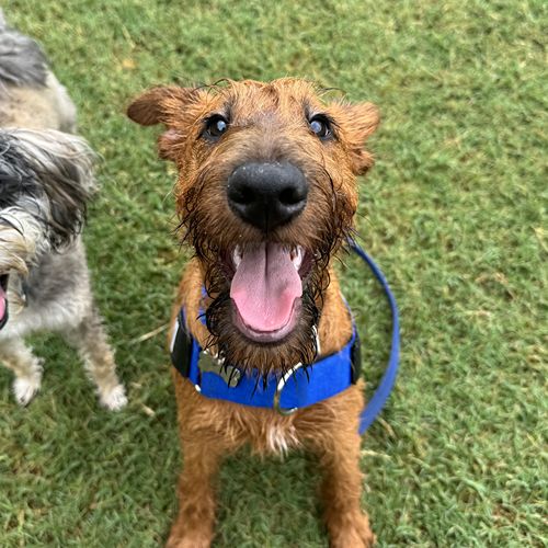 Happy Irish terrier puppy enjoying professional dog walking service in Crows Nest with personalised introduction process