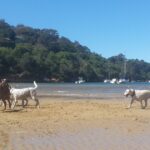 Off-Leash Paradise: 5 Best Dog Parks in Sydney's Lower North Shore