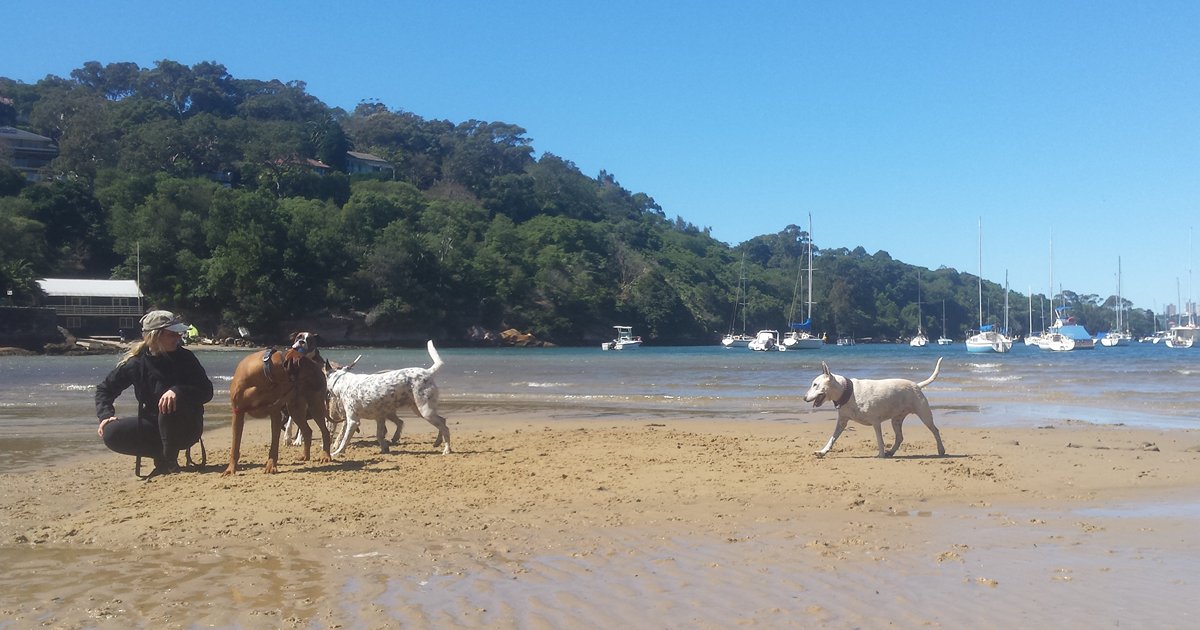 Off-Leash Paradise: 5 Best Dog Parks in Sydney’s Lower North Shore