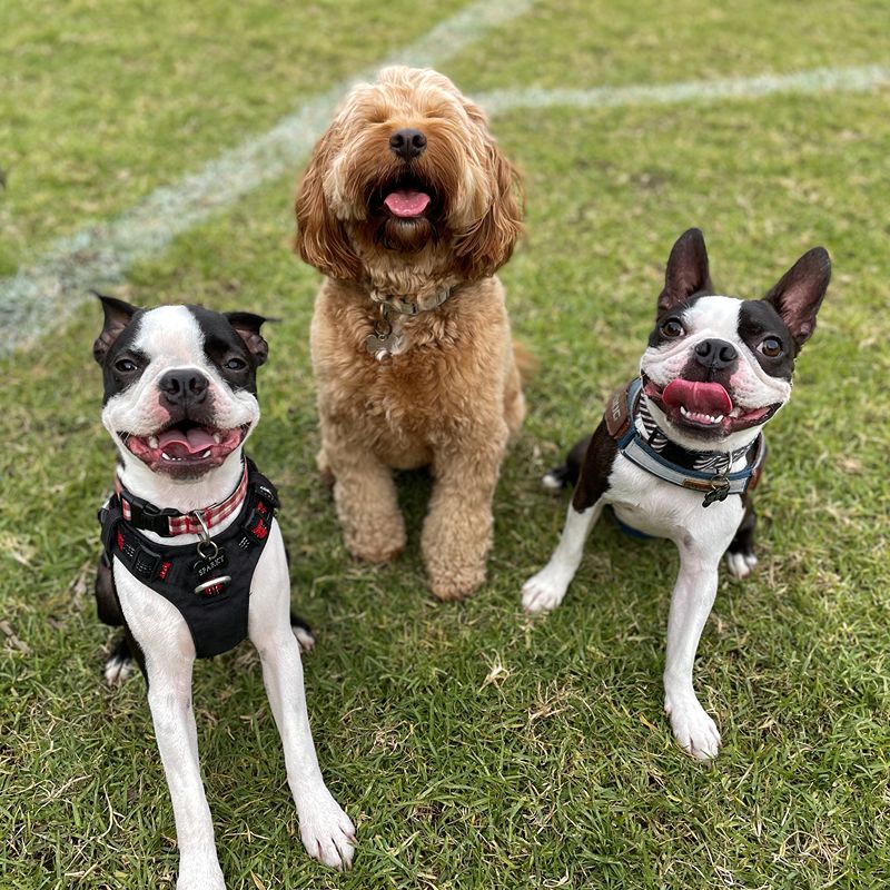 Three well-trained dogs demonstrating positive reinforcement techniques during Stellar Paws professional dog training and walking services
