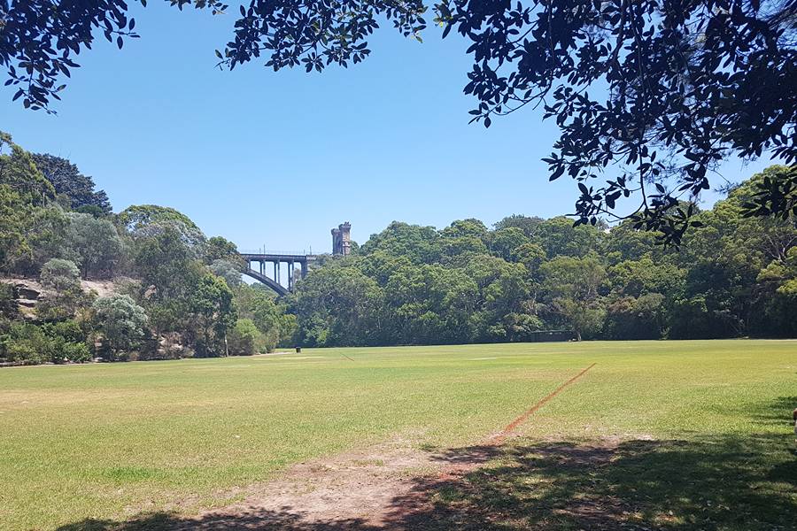 Tunks Park's expansive off-leash area with wide open grassy fields, perfect for dog walking in Sydney's North Shore