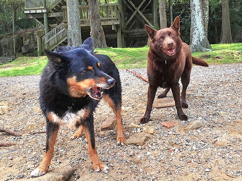 Understanding Dog Social Behaviour – Professional Dog Walking Dogs displaying healthy social interaction during professional group walk