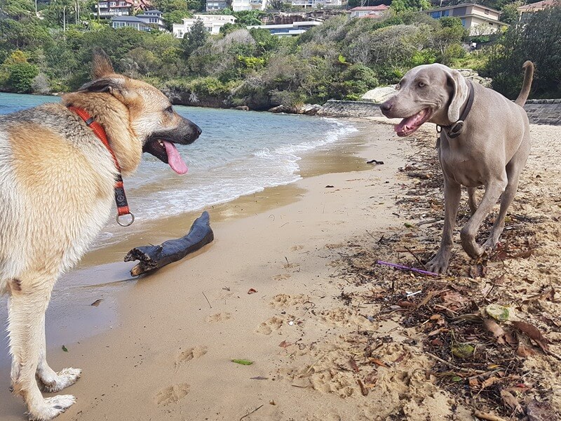 Dogs demonstrating appropriate greeting behaviour during professional group walk