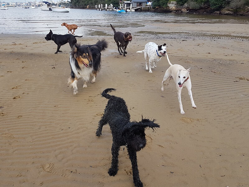Dogs showing healthy turn-taking behaviour during supervised play