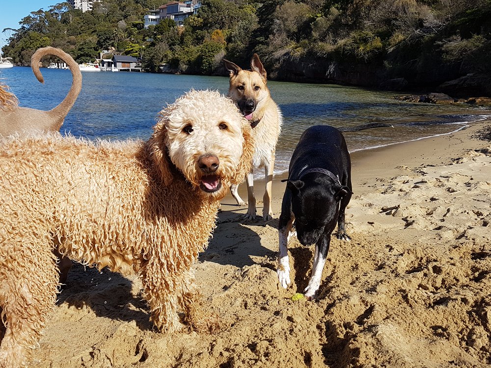 Social Dog Exercise – Professional Dog Walking Sydney Dogs enjoying active play during professional group walk at Sirius Cove Reserve