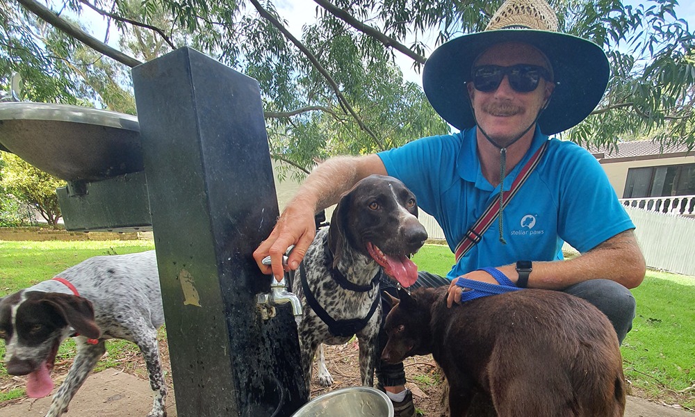 Professional Dog Walking Services – Sydney Happy dogs enjoying professional group walks on Sydney's Lower North Shore