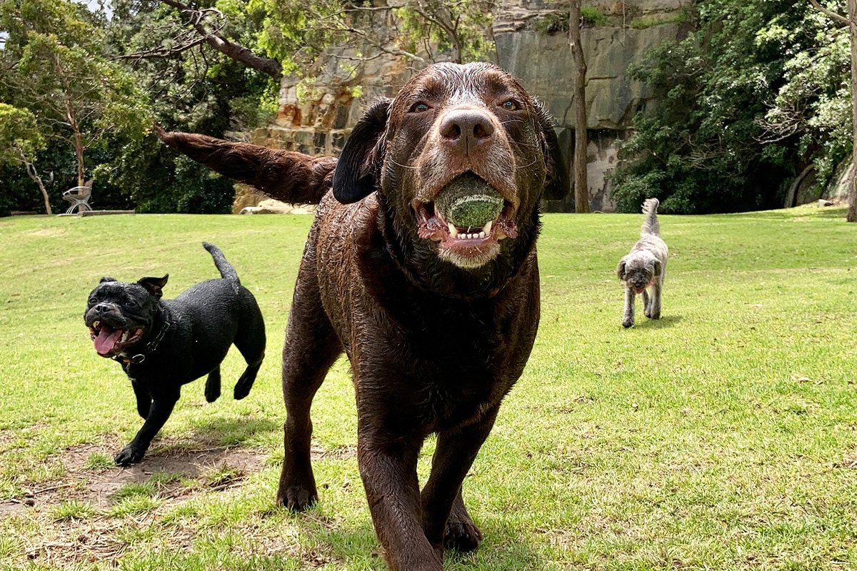 Dogs engaged in supervised social play at premium Sydney North Shore locations