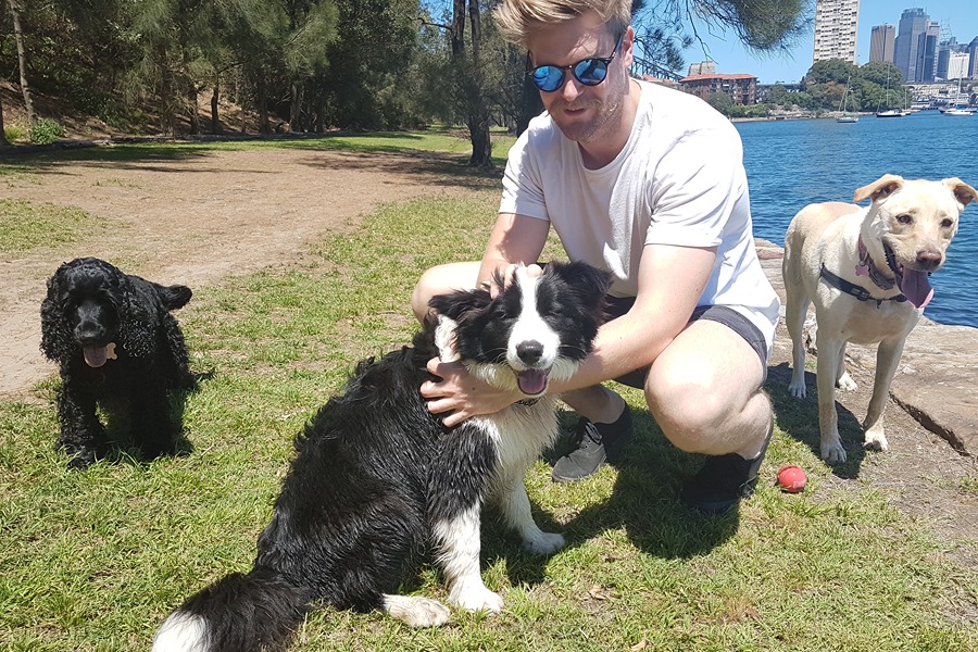 Professional Dog Walking vs Solo Activities – Expert Supervision Professional dog handler supervising safe group play during organised walk