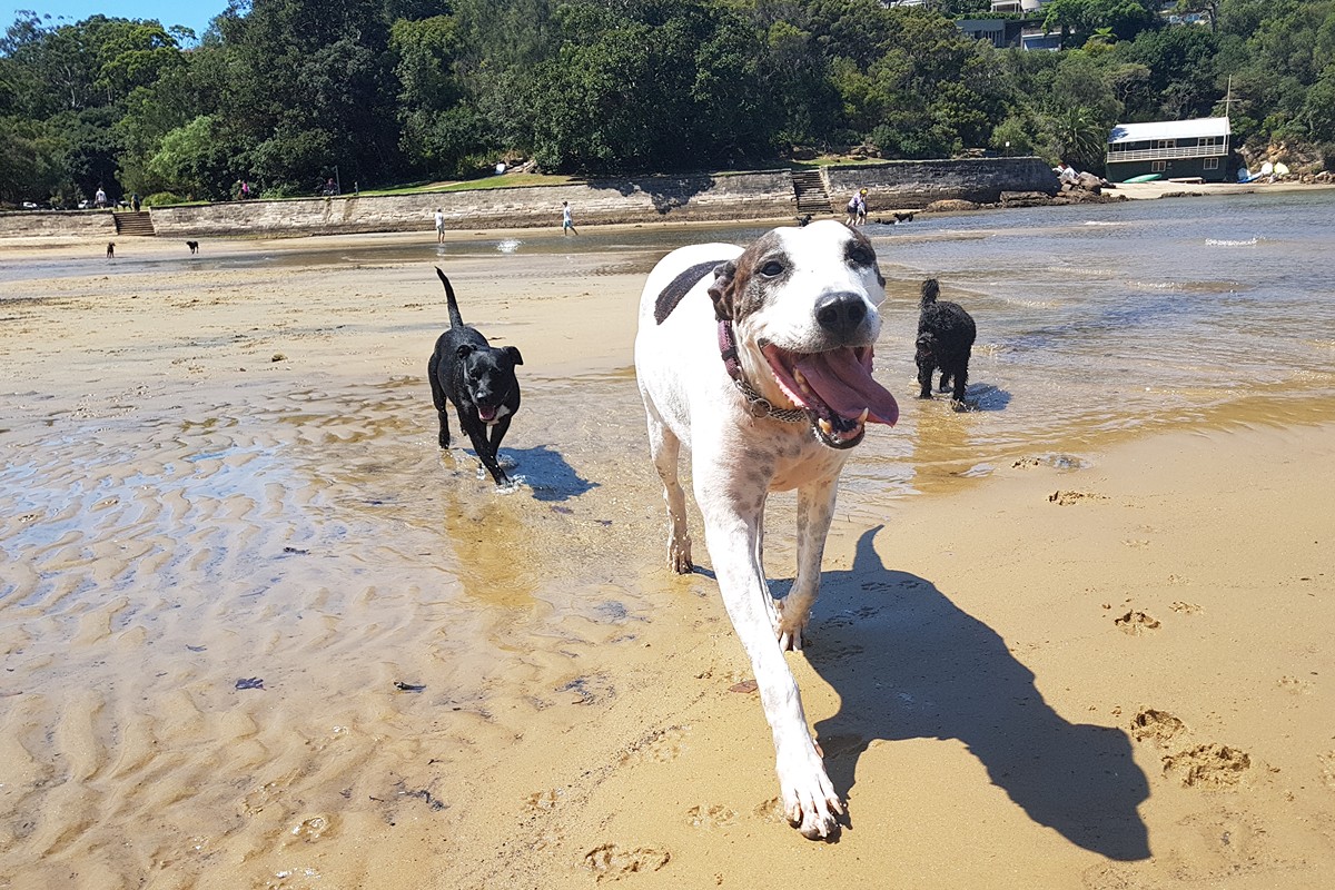 Dogs enjoying early morning social play at Sirius Cove Reserve, Mosman
