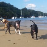 Why Social Dogs Are Happier Dogs: The Benefits of Group Activities