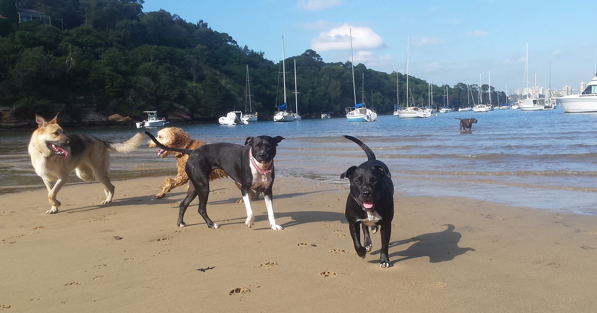 Why Social Dogs Are Happier Dogs: The Benefits of Group Activities