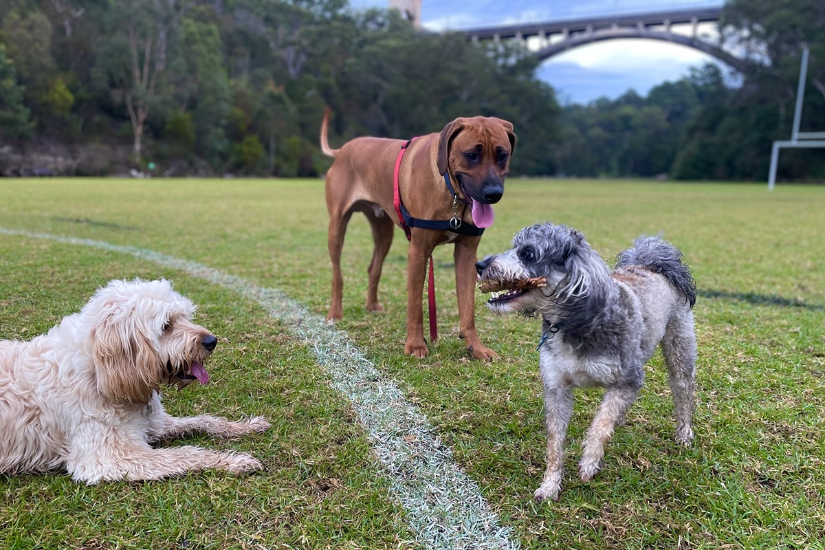 Various activity zones for dog social play at Tunks Park, Cammeray