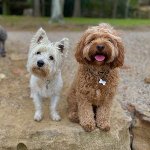 Expert-matched dog walking group with perfectly paired companions on Sydney's North Shore